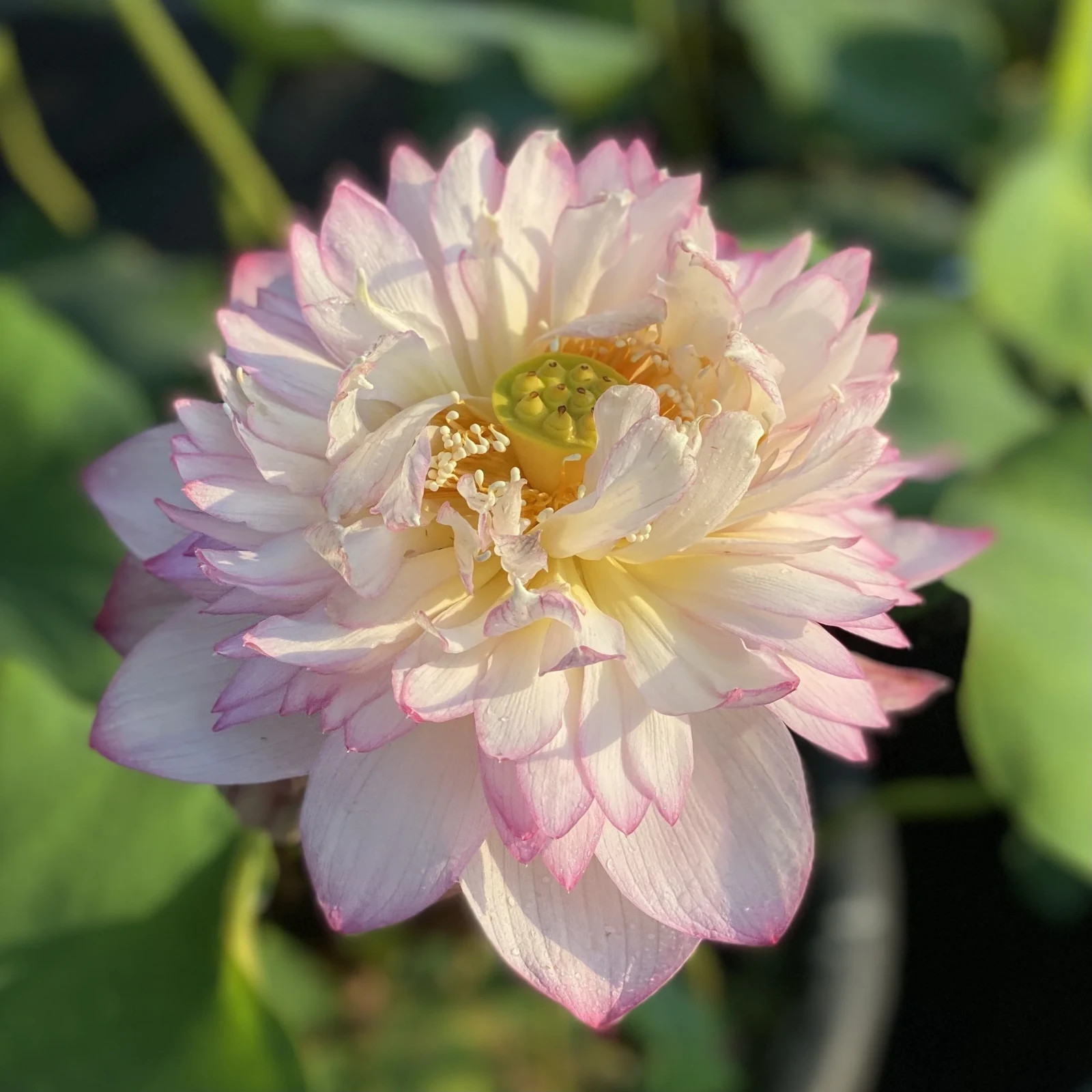 Nanzhao Budda’s Light Live Hardy Lotus Tuber Pond Bog Water Plant Great Bloomer