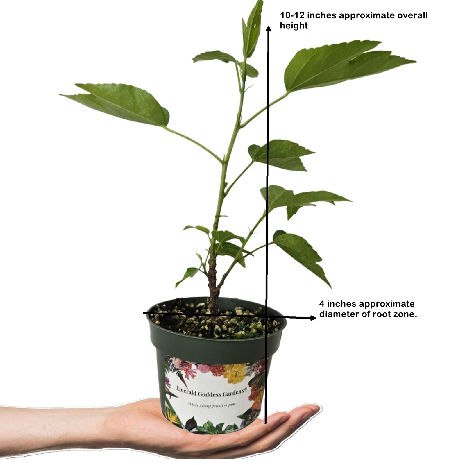 Tahitian Maid Tropical Rare Heirloom Hibiscus Plant Pink White Pinwheel Flower