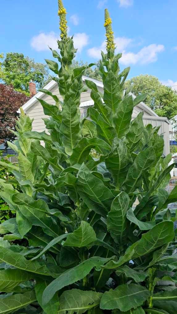 Great Mullein (Verbascum Thapsus) 1000 seeds/1 gram ORGANIC/2025