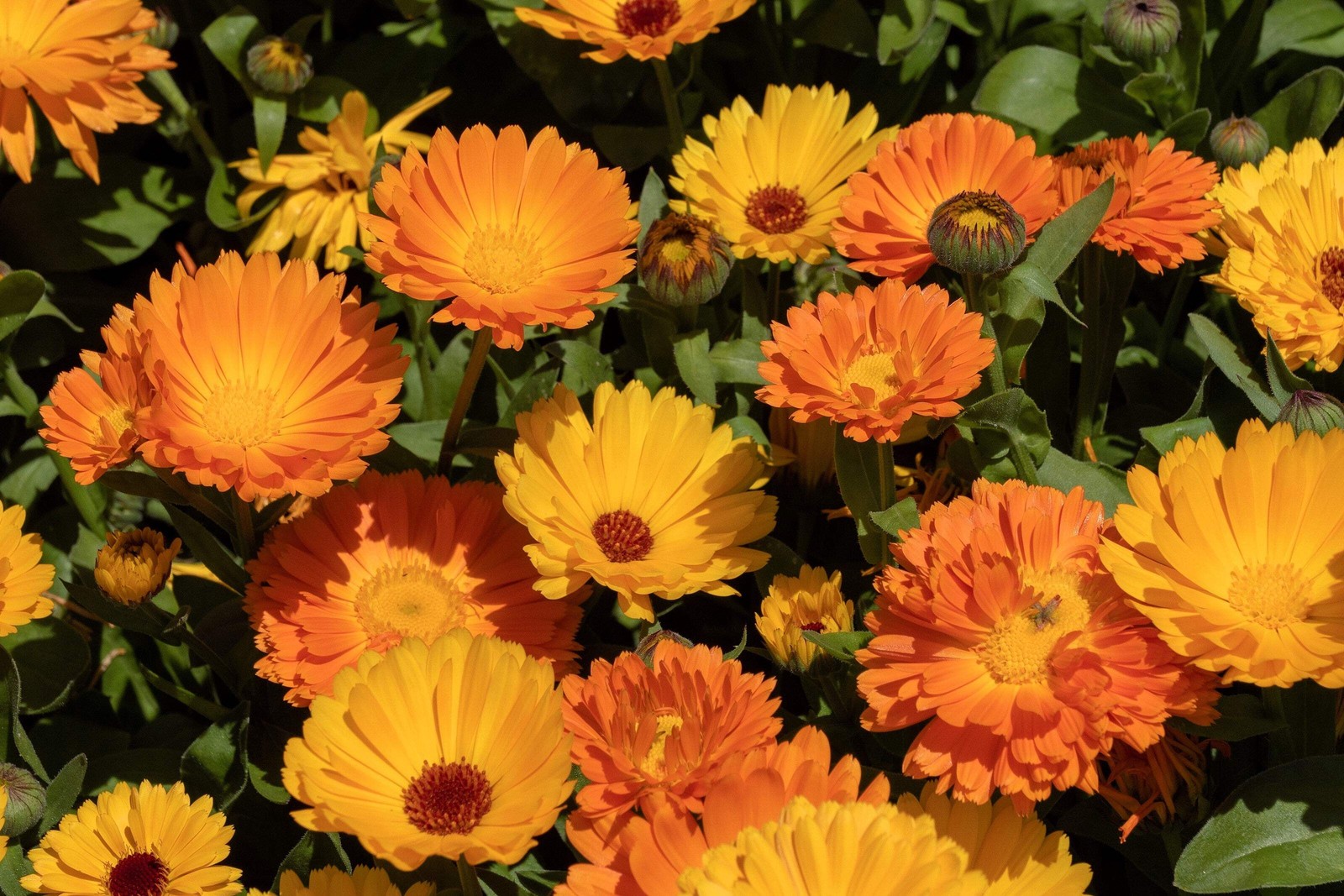 500 Mixed Colors FANCY MIX Pot MARIGOLD Calendula Officinalis Flower Seeds