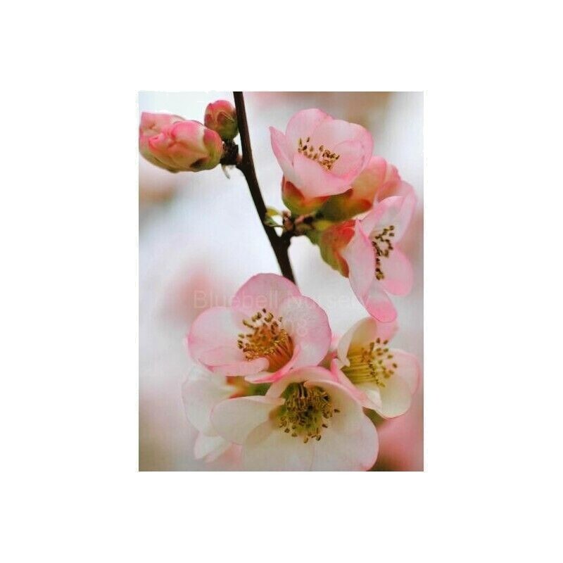 15 APPLE BLOSSUM JAPANESE QUINCE SEEDS – Chaenomeles speciosa ‘Apple Blossom ‘