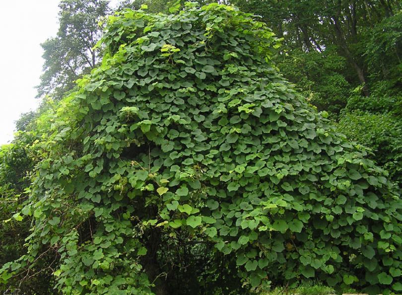 Amur Grape, Vitis amurensis, Vine Seeds (Edible, Fast, Fall Color, Hardy)