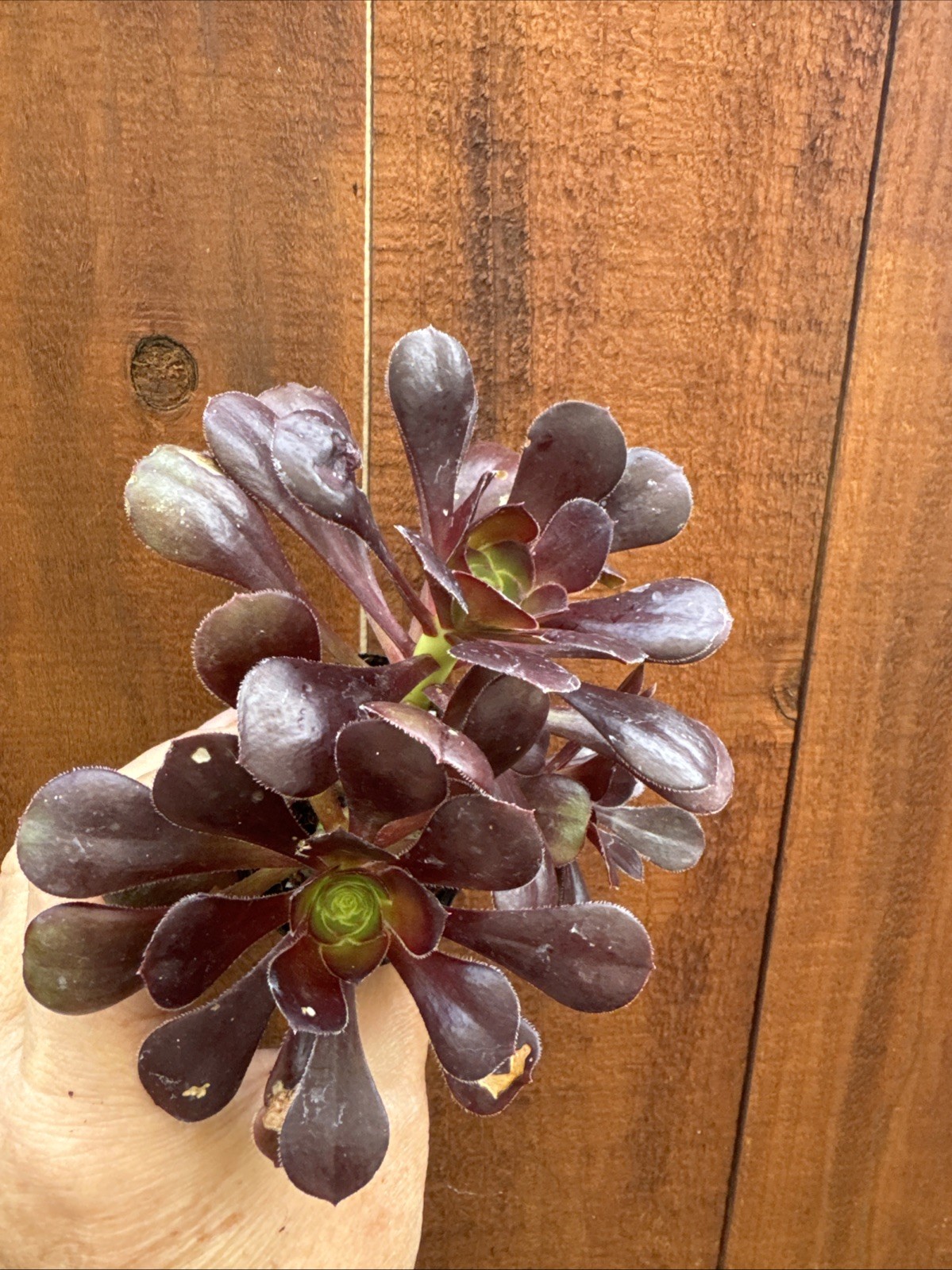 BLACK ROSE Dark Purple Aeonium Succulent