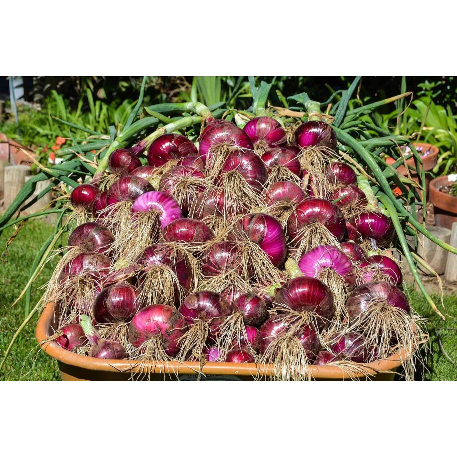 Karmen Red Onion Set Bulbs Organic Non GMO Garden Vegetable – 1 lb