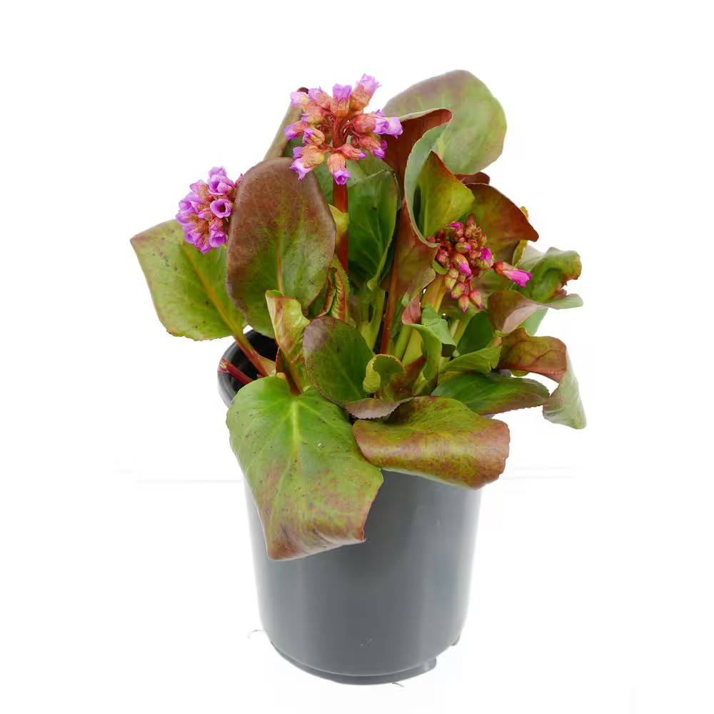 2.5 Qt. Bergenia Perennial Plant with Rose Pink Flowers-1 Pack
