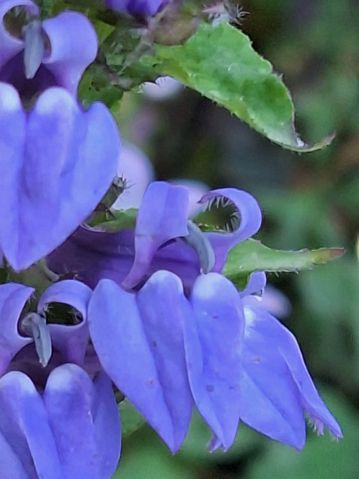 Giant blue lobelia 253 SEEDS, LOBELIA SIPHILITICA hardy, EZ to grow, USA seller