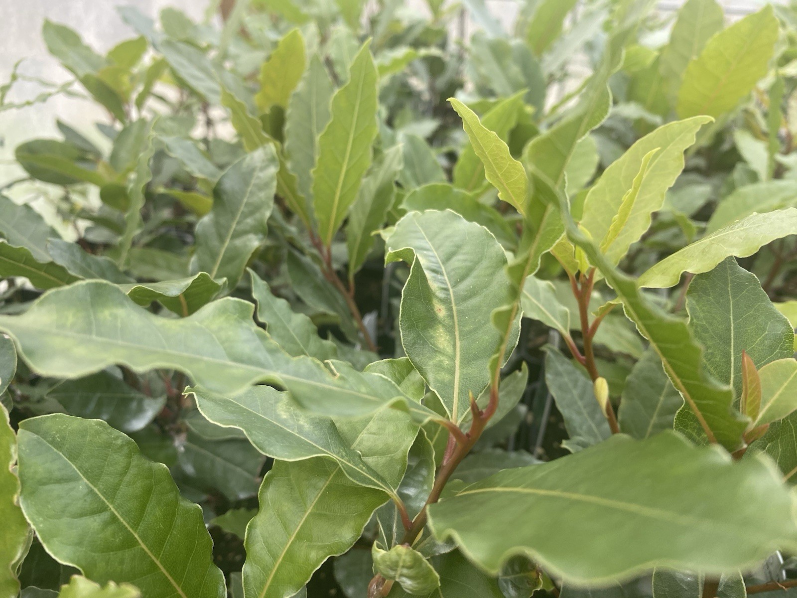 Bay Leave Herb live plant ship without pot/ Laurel Nobilis/ Bay herb plant