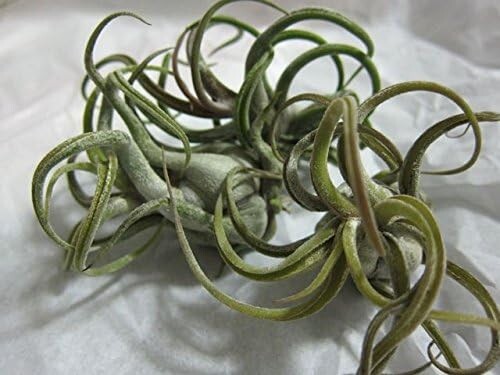 5 Pack Caput Medusae Air Plants – Low Maintenance Tilandsia – Exotic Variety