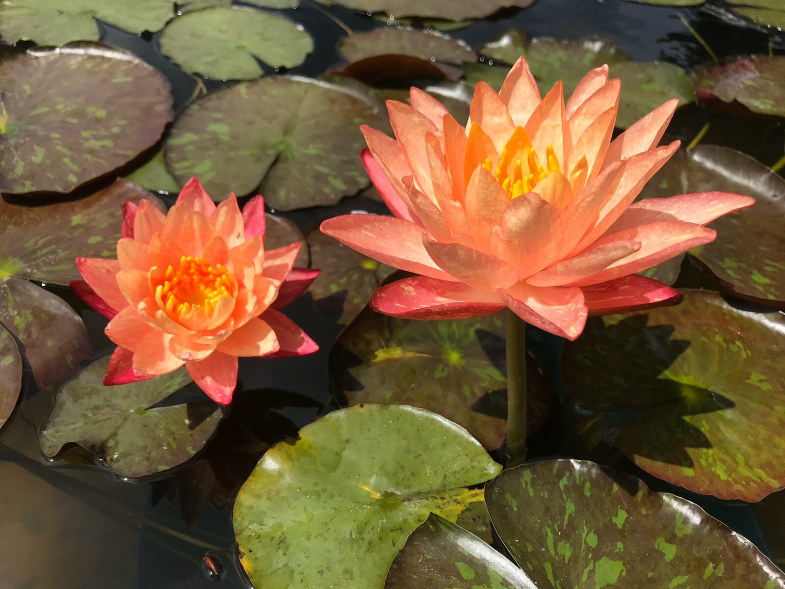 Nymphaea “Wanvisa” Pink Water Lily (Winter-Hardy) | Sprouted Tuber/Rhizome