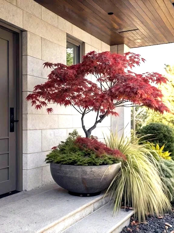 5 DWARF Japanese Red Linear Leaf Maple Tree Seeds Acer Scolopendrifolium Bonsai