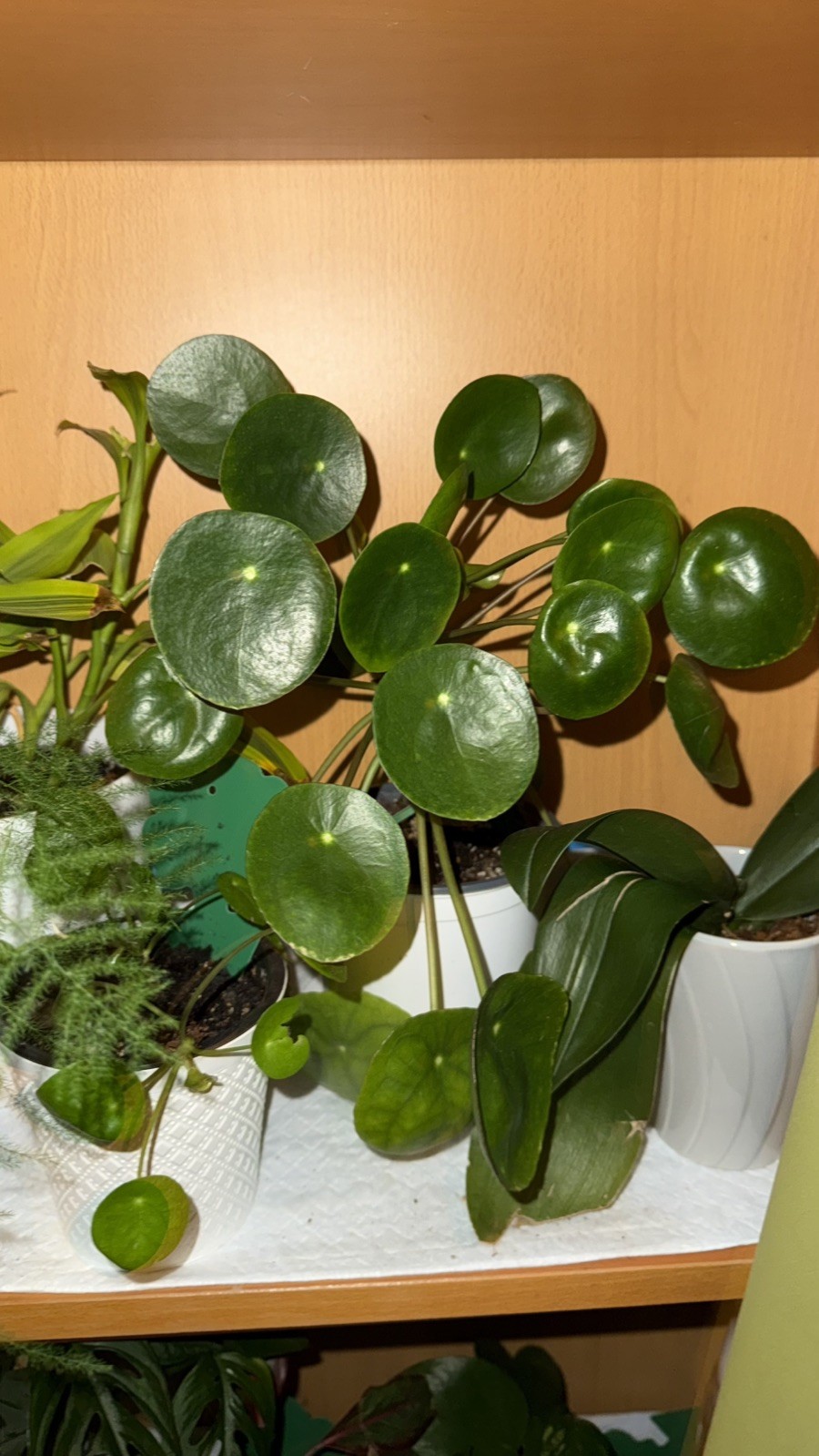 1 CUTE Rooted Chinese Money Plant – Pilea Peperomioides – EASY GROW