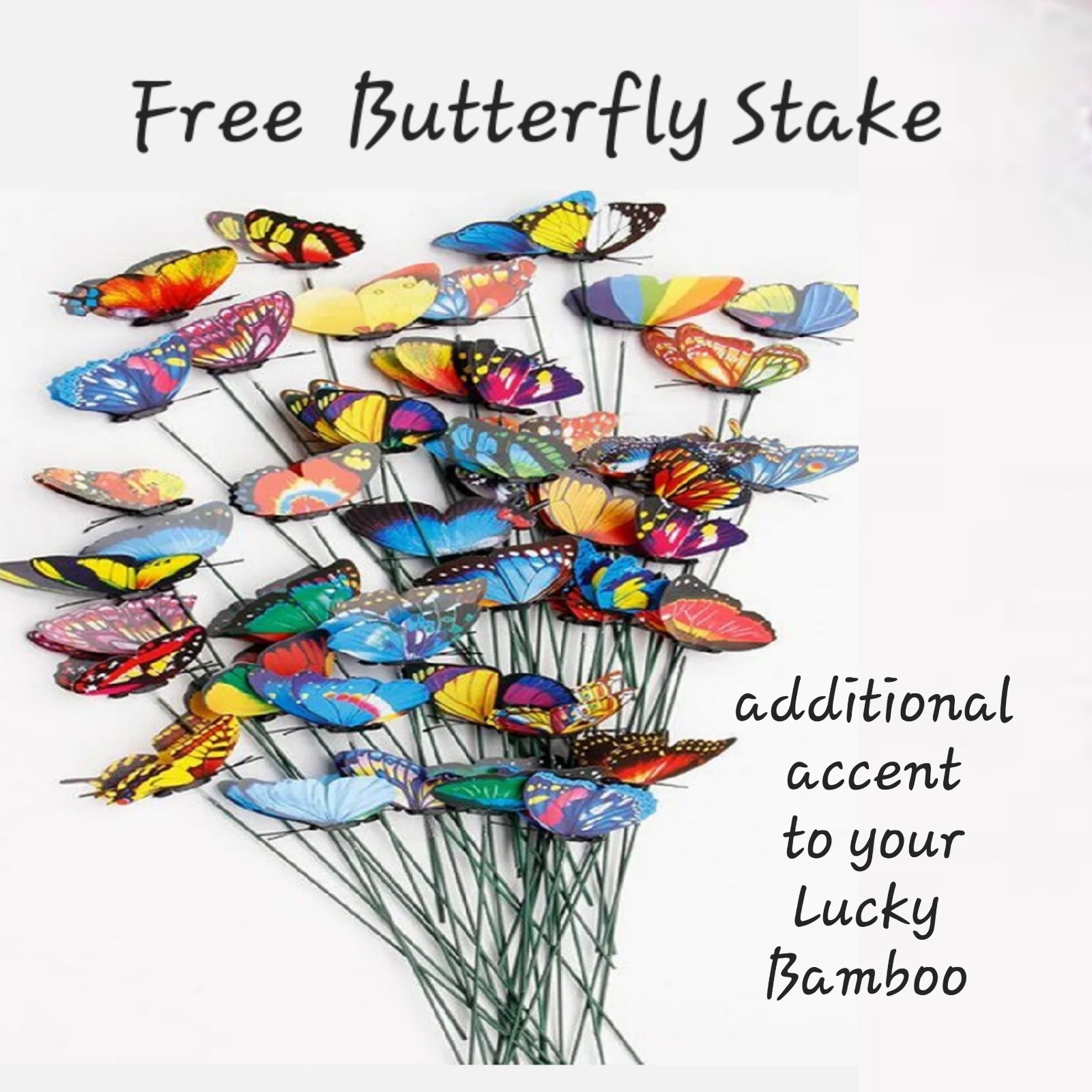 10 LUCKY BAMBOO PLANTS 4″ Free Butterfly Stake, Christmas Gift, Feng Shui
