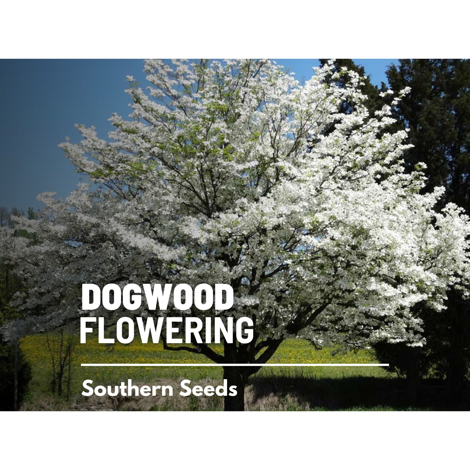 Dogwood, Flowering (White) – 20 Seeds – Heirloom Tree, Stunning White Blooms, Lo