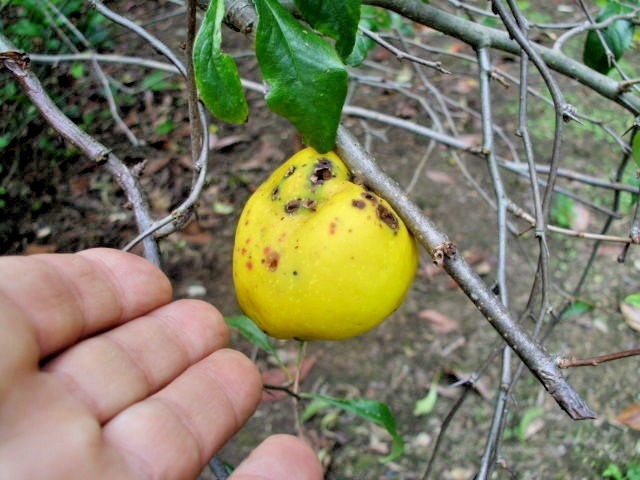 15 CORALINE QUINCE SEEDS – chaenomeles x superba cv corallina