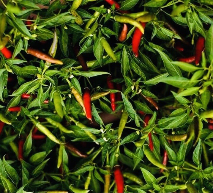 THAI HOT PEPPER SEEDS Heirloom NON GMO Fresh Harvest Free Shipping
