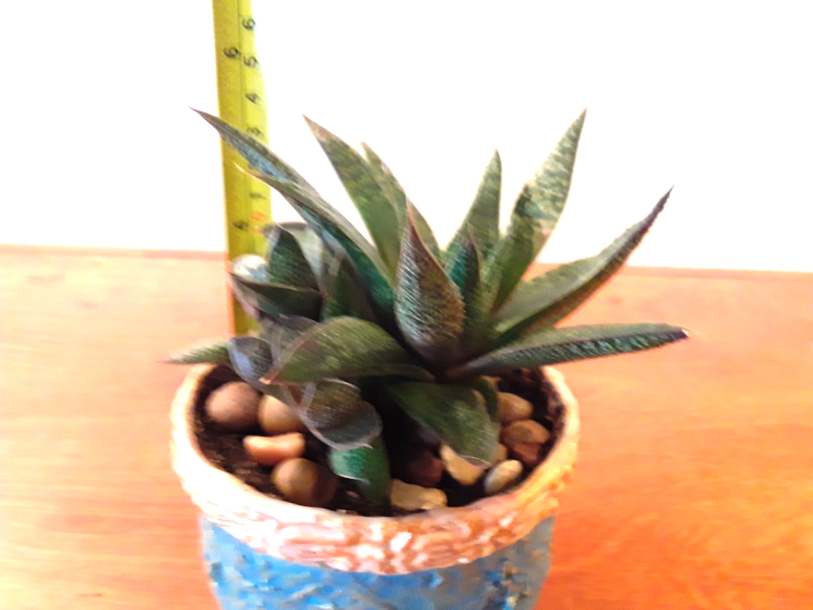 Tiger Aloe Potted Plant in 4″×3″ Crafted Container, Rooted & Healthy Succulent