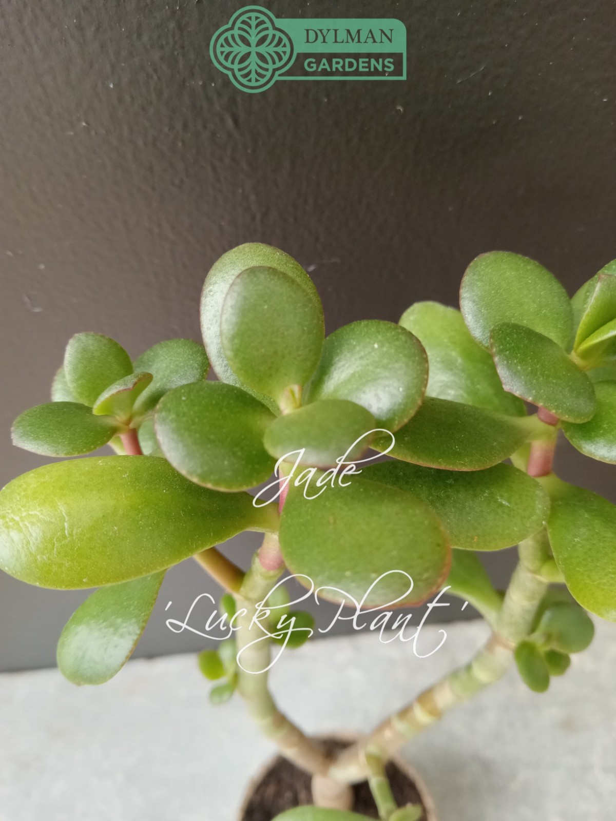 Jade Plant (Crassula Ovata) – Lucky Plant – Indoor Houseplant – Multiple Sizes