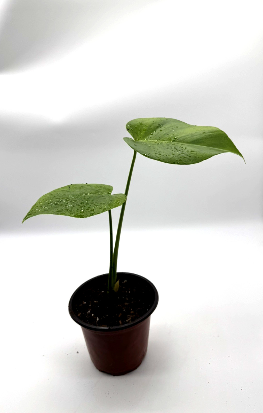 Monstera Deliciosa Live Plant in 6″ Nursery Pot – Tropical Houseplant Full Roots
