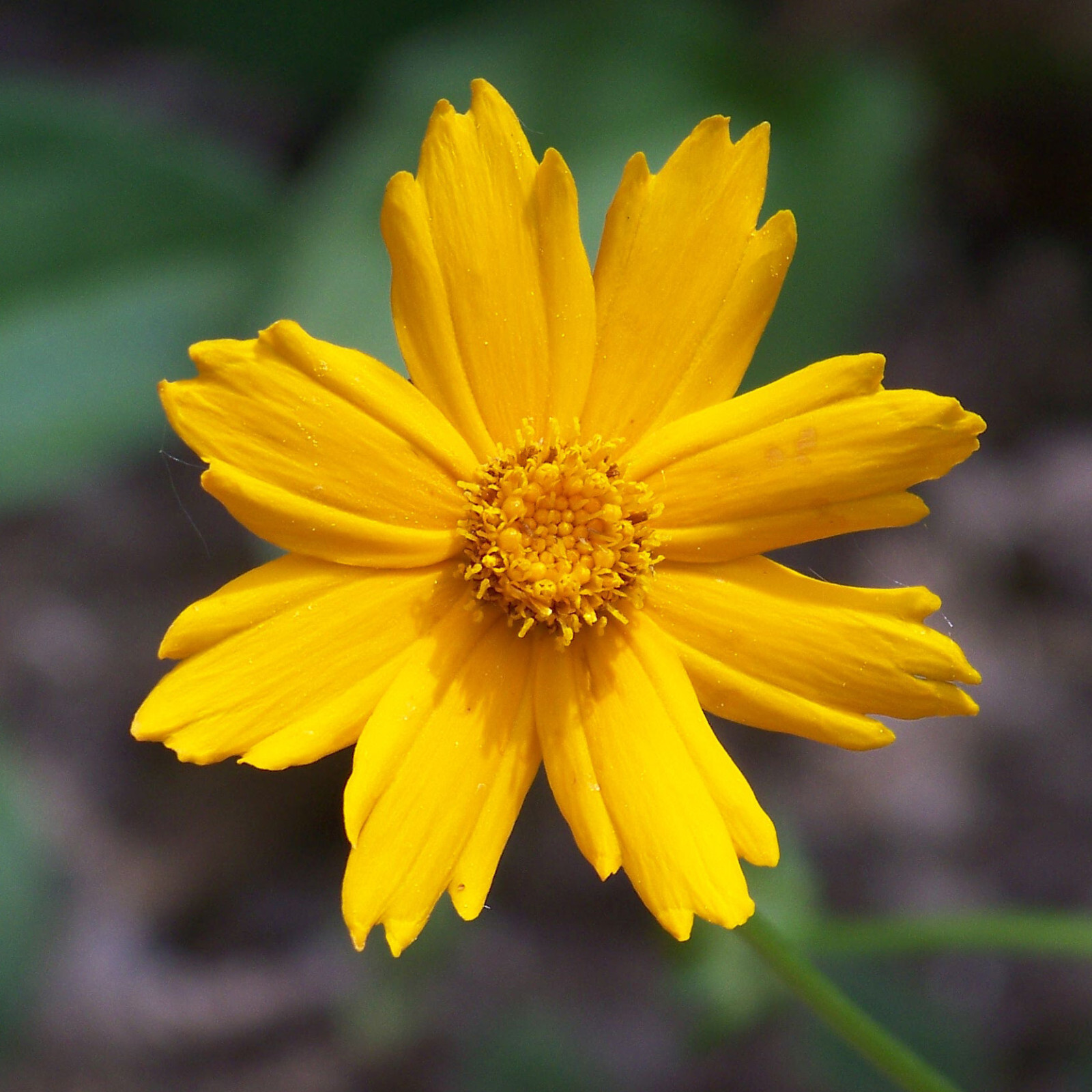 Coreopsis auriculata Nana 25 Plants in 3-1/2 inch Pots
