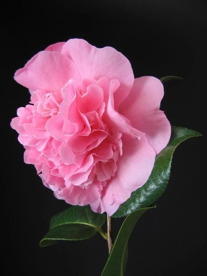 Debutante~Camellia Japonica-Live Starter Plant -Highly Variable Blooms!