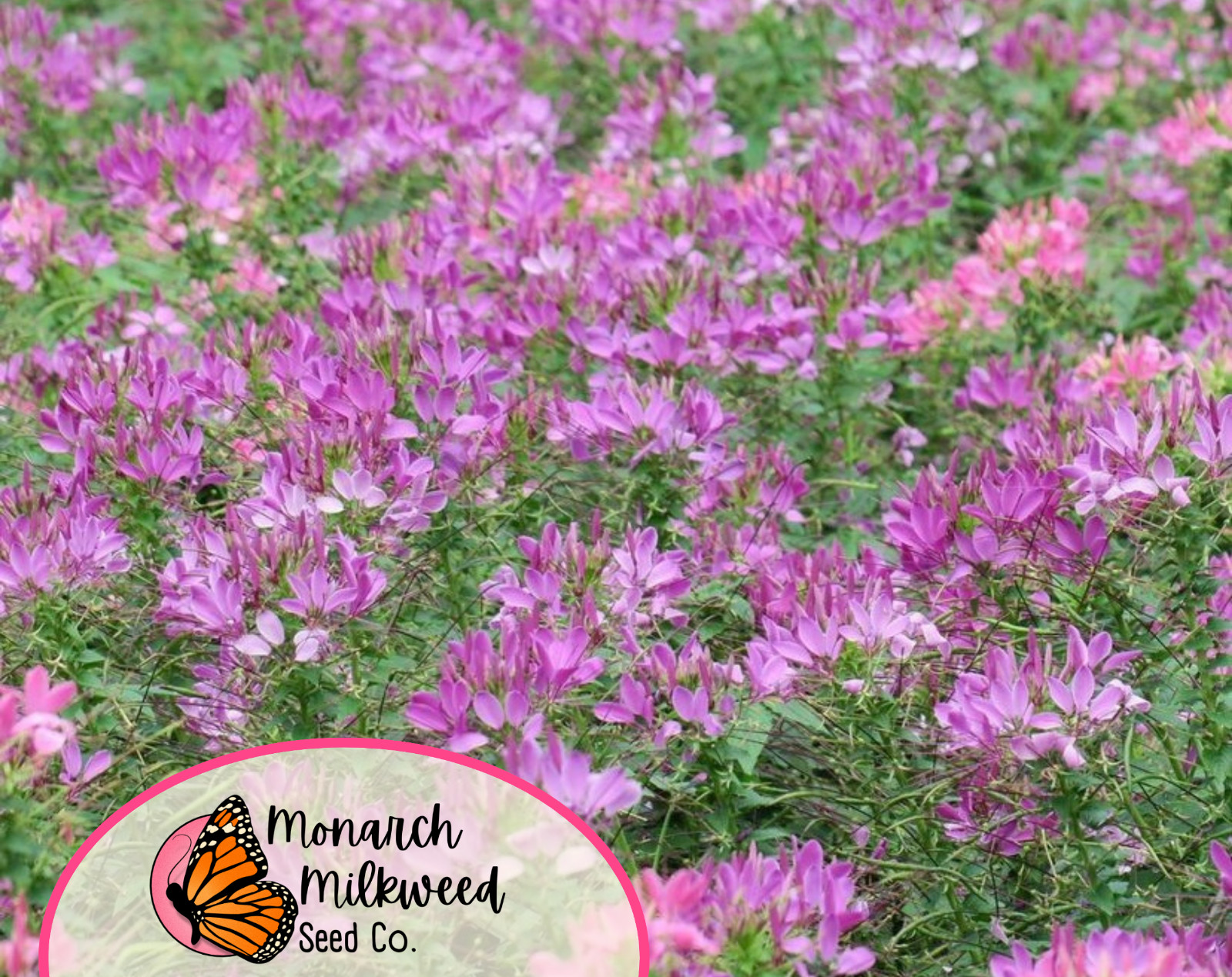 1100+ Spider Plant Seeds | Wildflower Pollinator Gardening, Cleome hassleriana