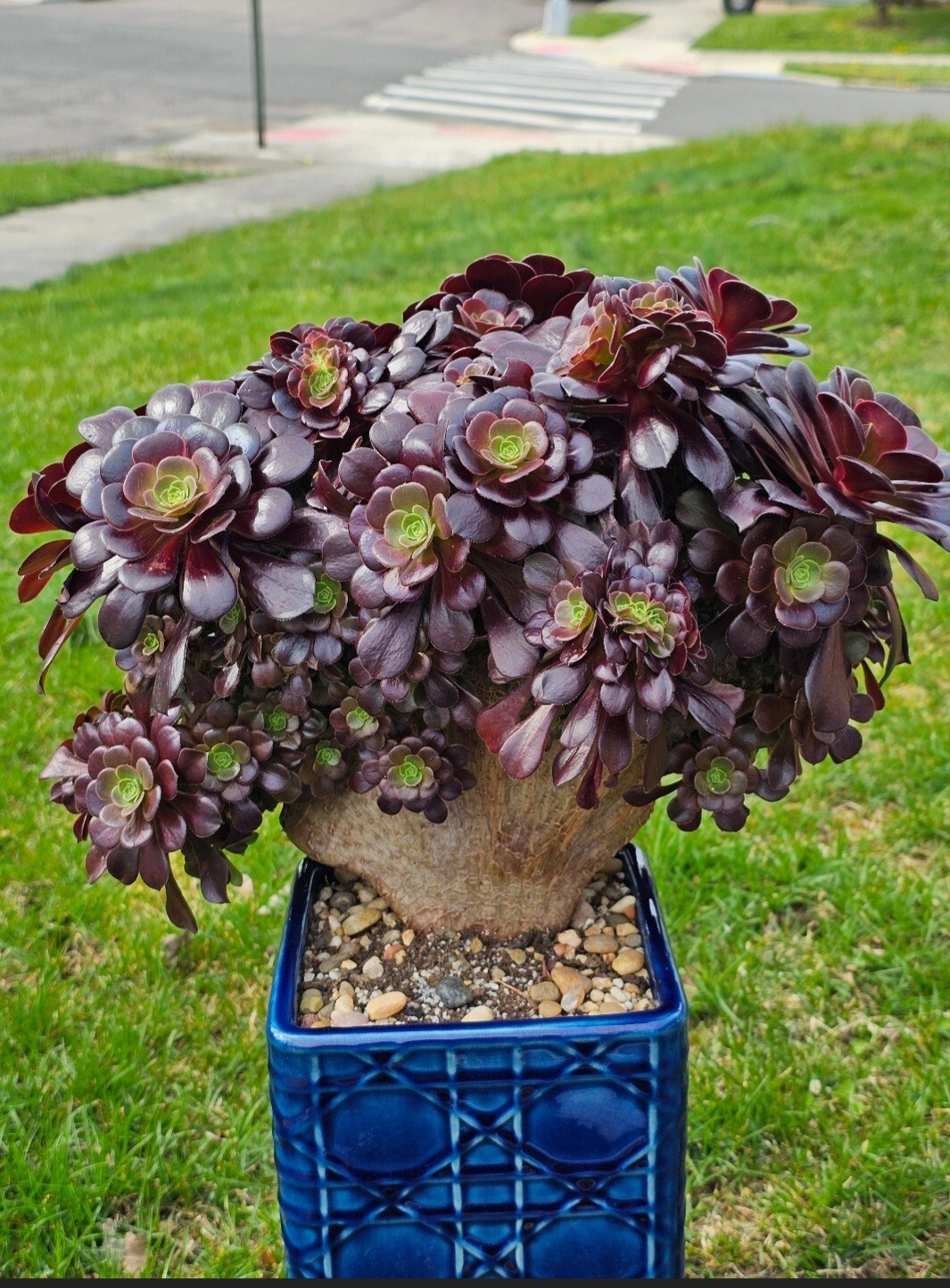 Aeonium Arboreum Velour Bud Crested