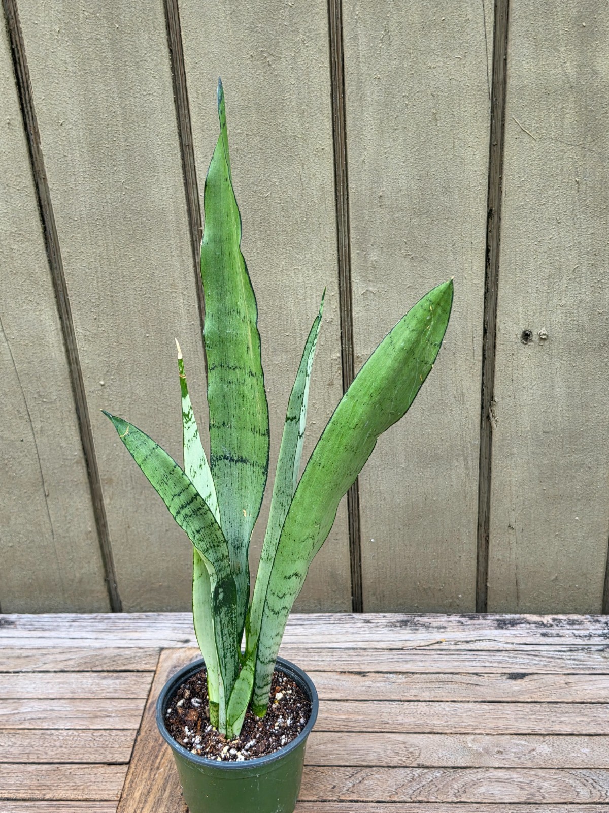 Sansevieria Zeylanica ‘Spearmint’ Rare succulent 4”pot