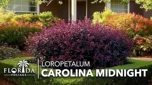 Loropetalum Carolina Midnight | Live Plants | Chinensis Rubrum | Evergreen…