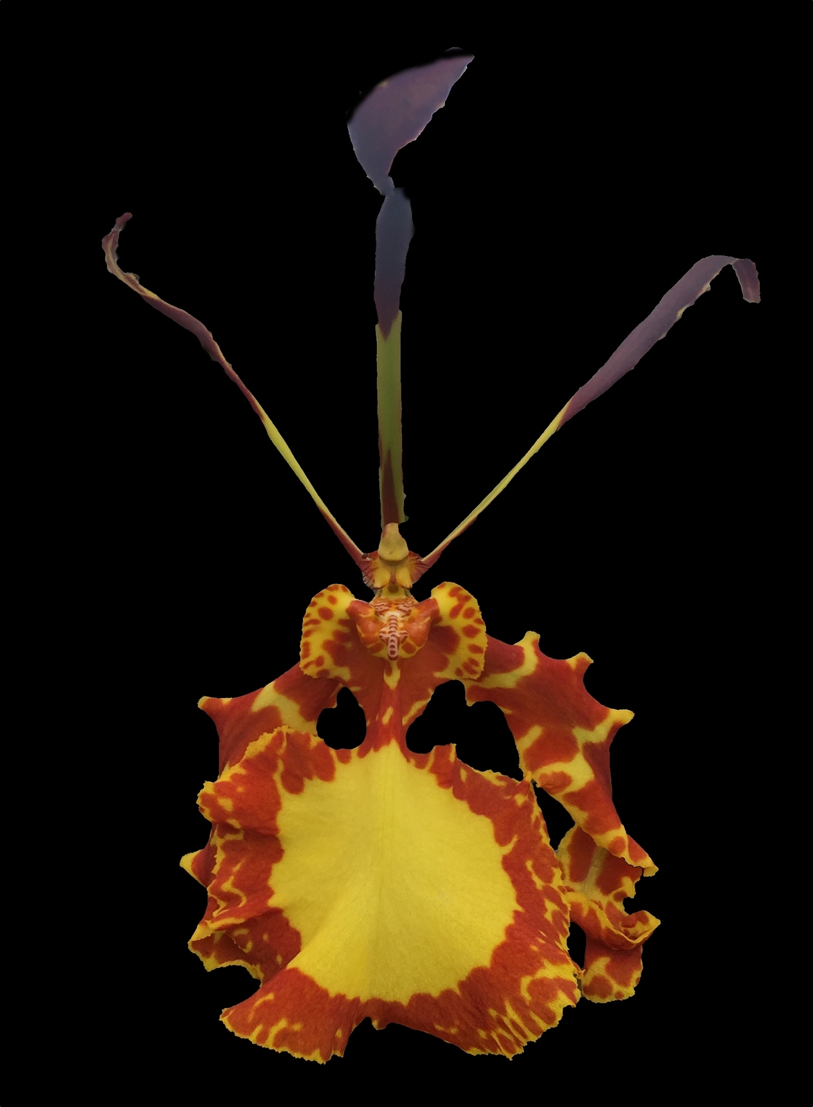 Onc_MENDENHALL_unique fiery orchid bloom looks like cat eye (not in-bud/bloom)