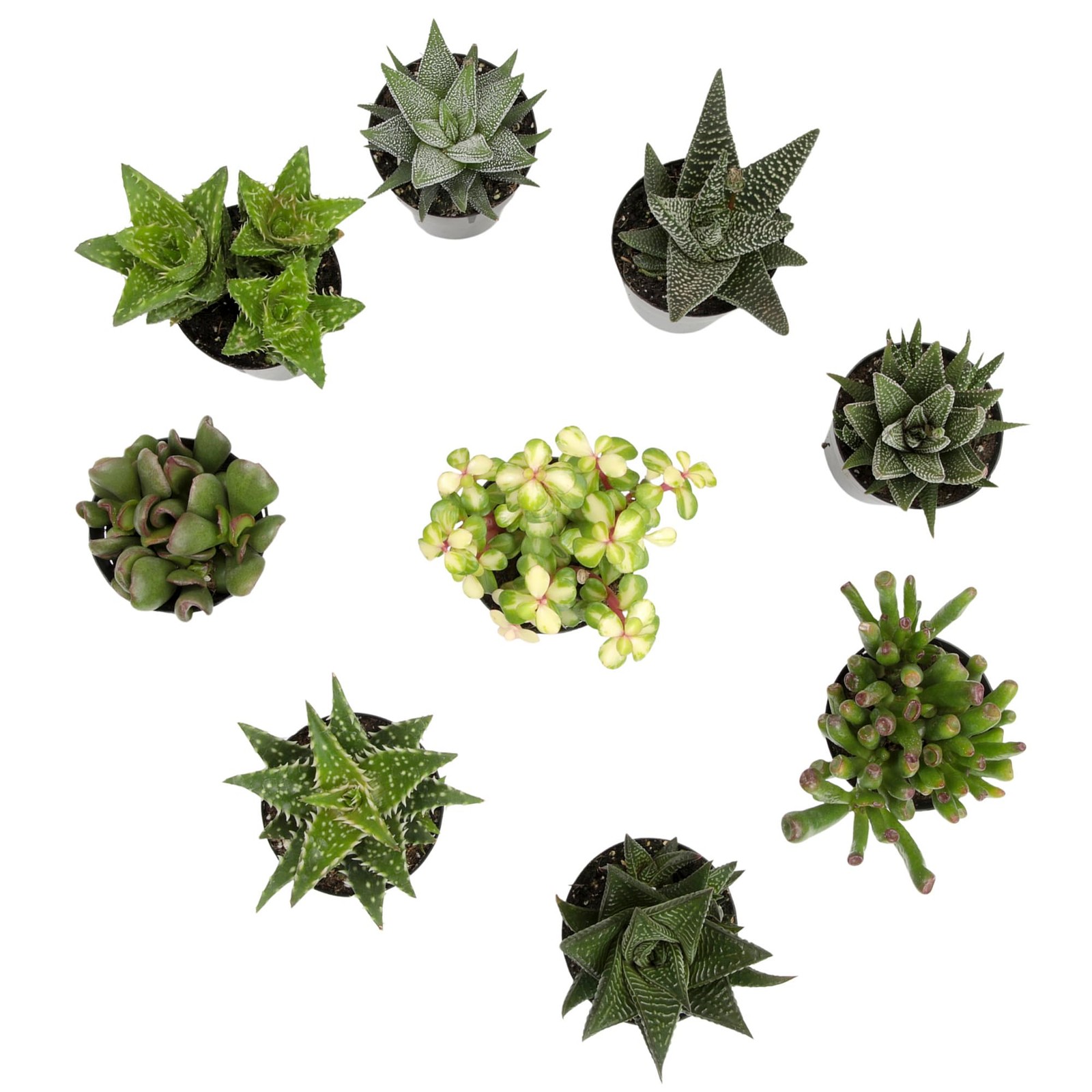 Altman Plants Live Succulents Plants Live Window Plants 8Pk Live Indoor Plants