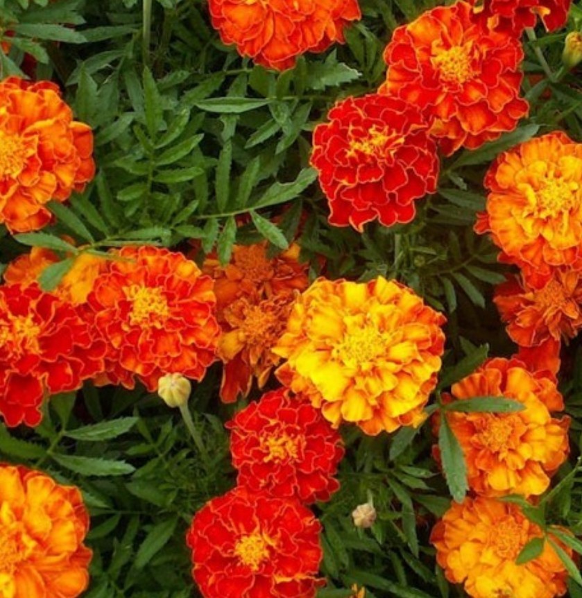 200+ Sparky French Marigold Seeds **Fresh Seeds* ~~Free Shipping~~