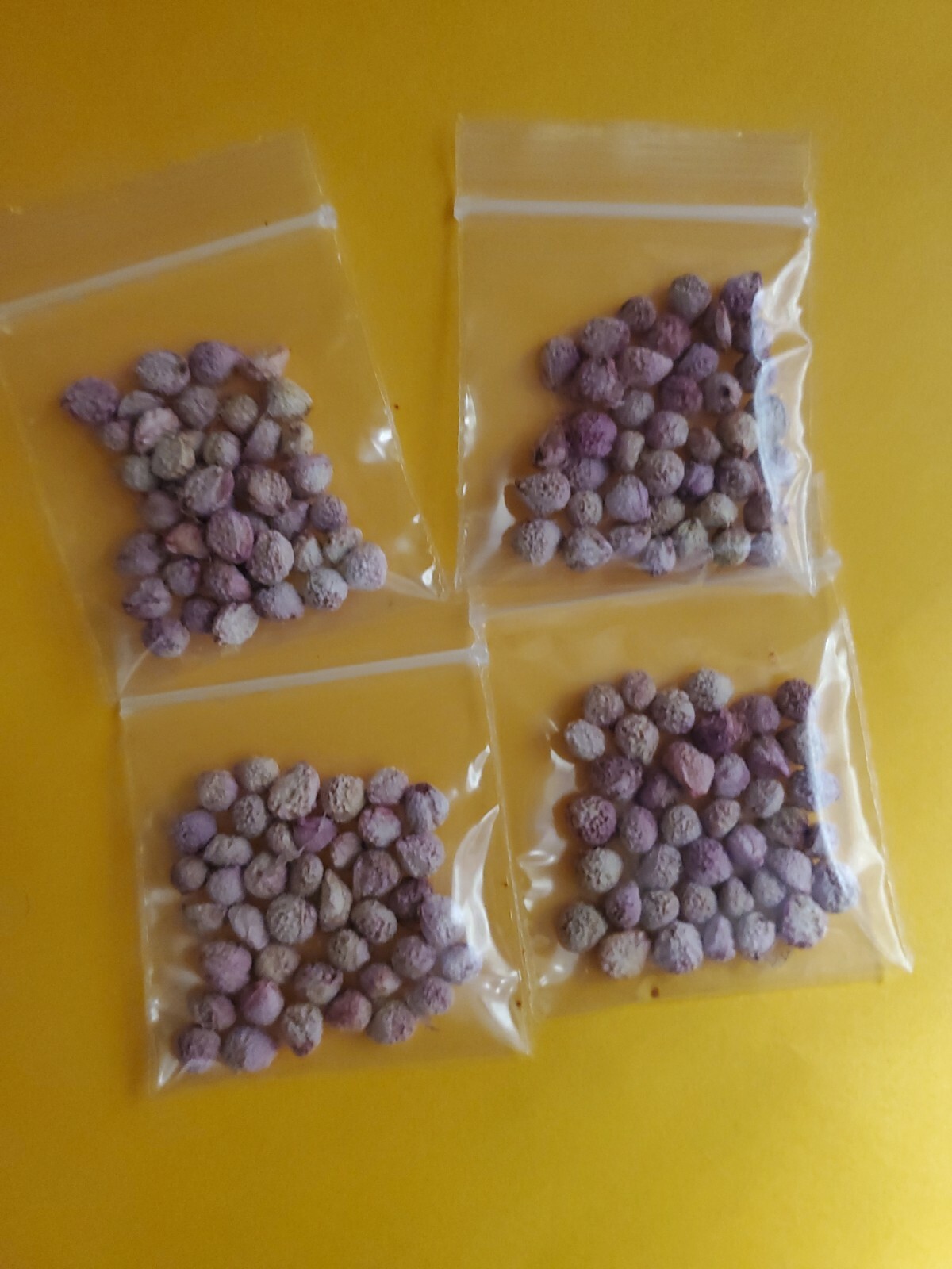 FALSA Fertile Fruits seeds as Known Pakistani Berry 40 seeds in pack