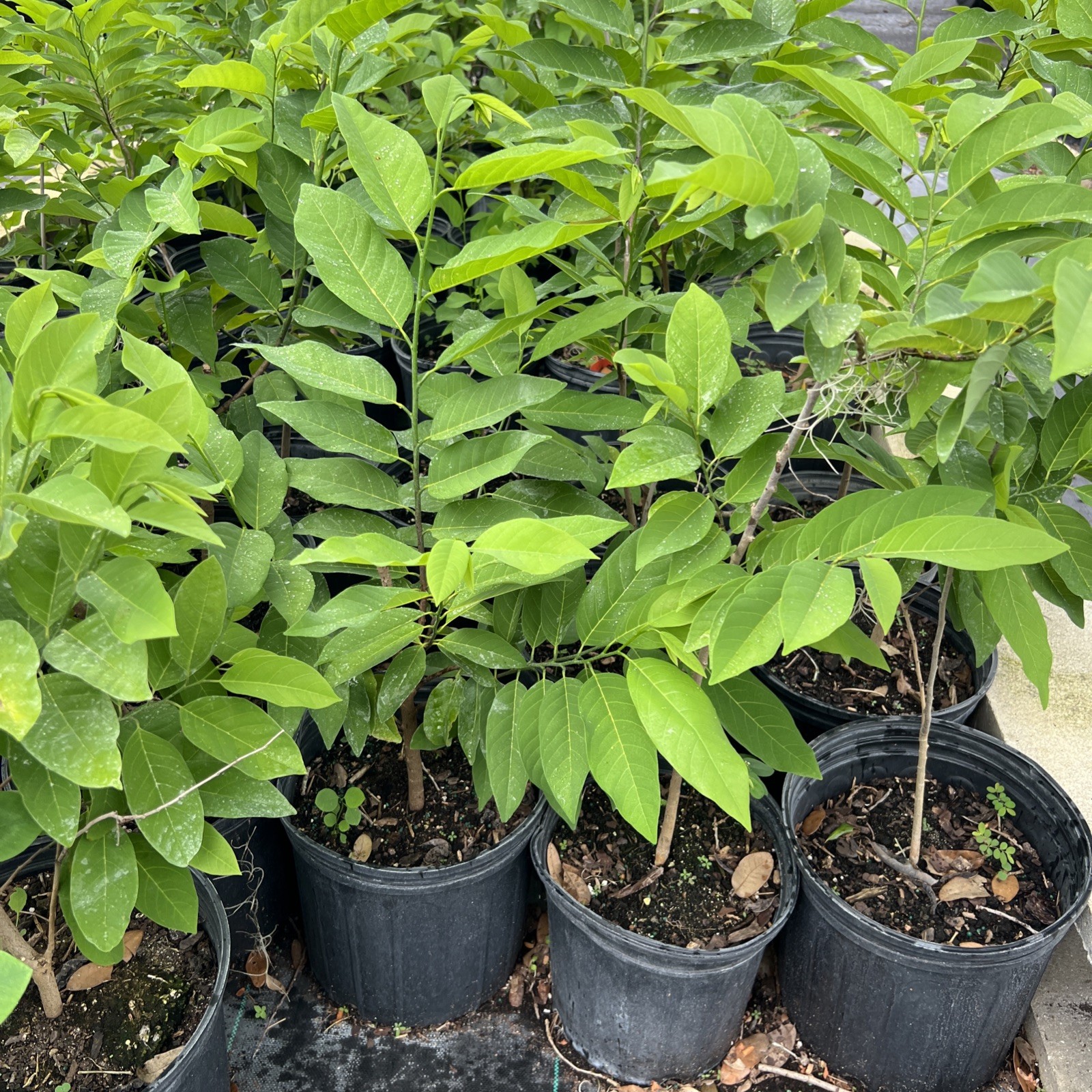 red sugar apple 2-3 feet – 3Gal -NO SHIP CA