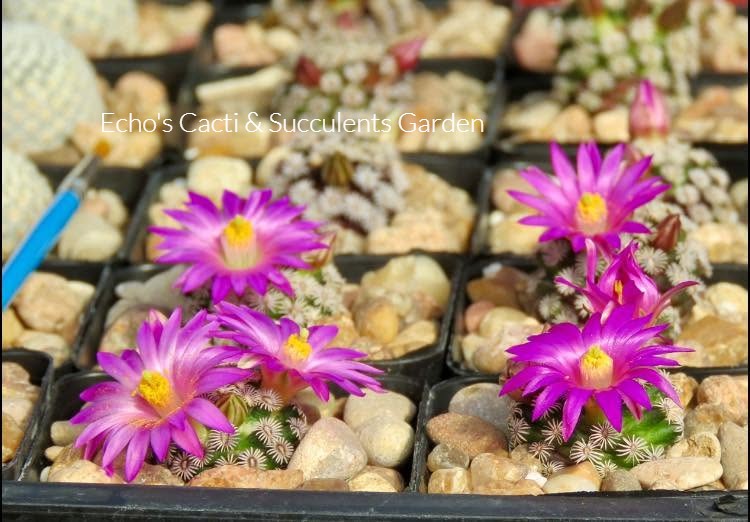 Cactus- Mammillaria hernandezii (2 pieces mature plants; 2″ pot)