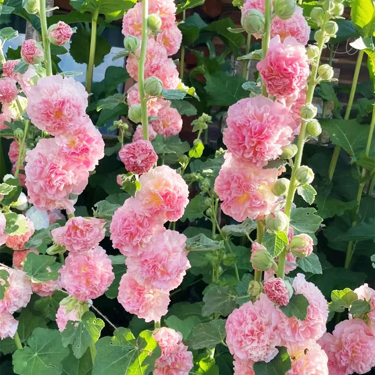 350+ Hollyhock Seeds Carnival Mix Giant Mallow Double Hollyhock Flowers Seed Per