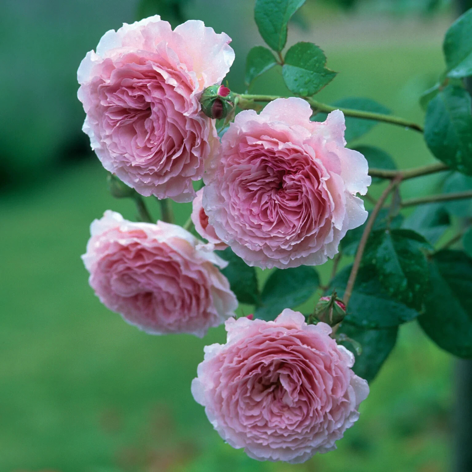 (Auscrystal) David Austin Climbing Rose JAMES GALWAY Rooted Plant 5″ Tall