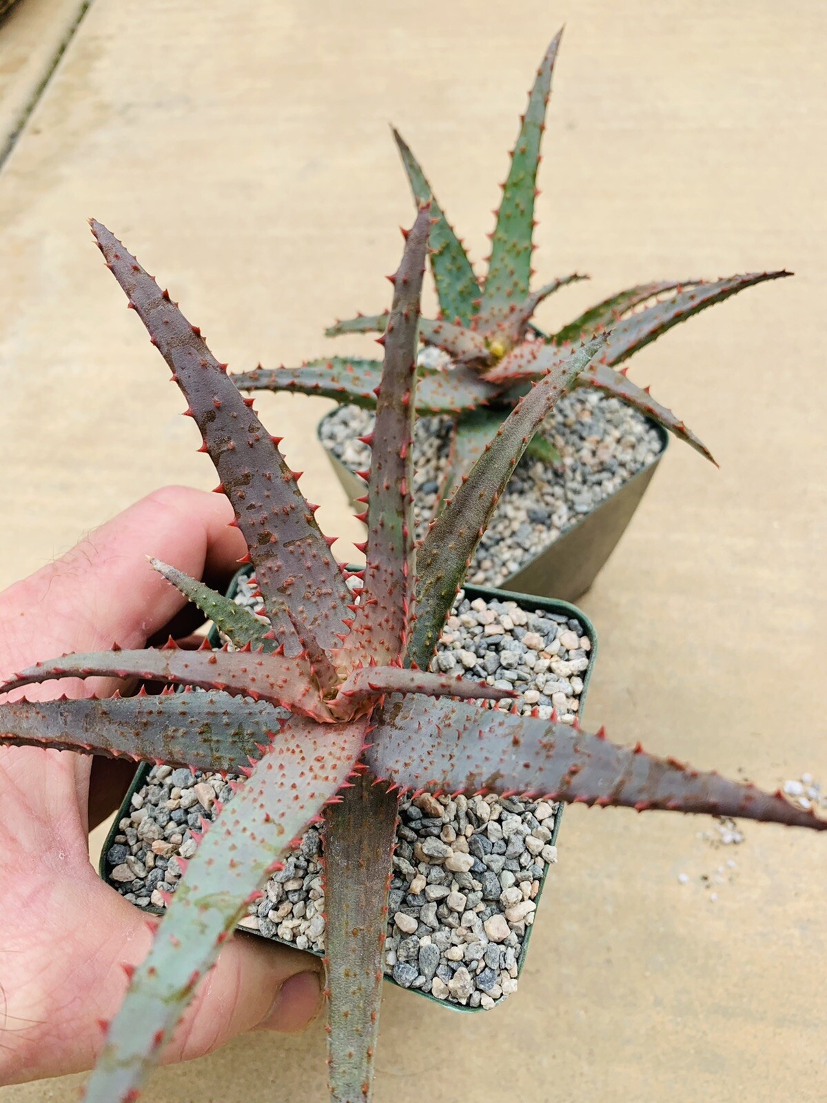 Aloe hybrid ‘Purple Wave’ (Aloe Castilloniae X ‘Purple Haze’) Rare Aloes, Plants