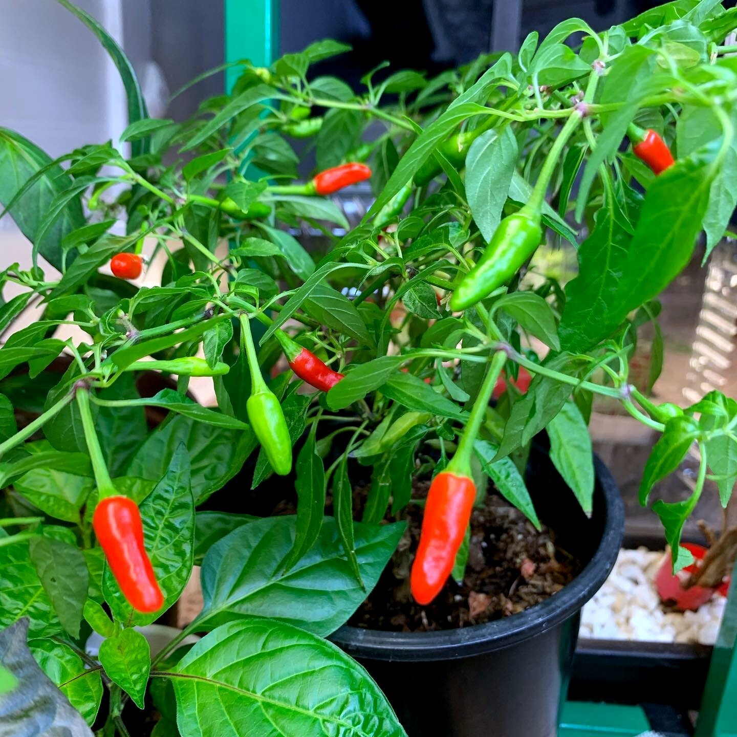 50 GUAM BOONIE PEPPER SEEDS “Doni Sali” (Capsicum chinense) RARE ULTRA HOT 2024