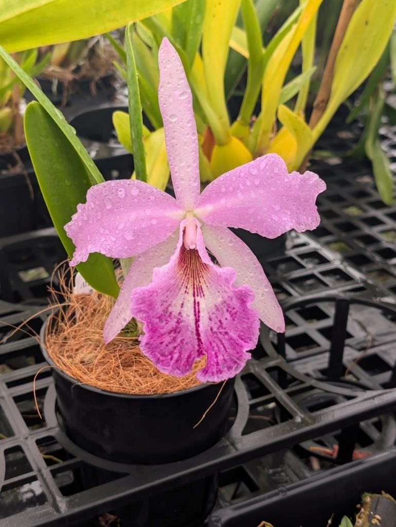 New Cattleya Orchid Hybrid. Compact Plant, Big Fragrant Light Purple Flowers!