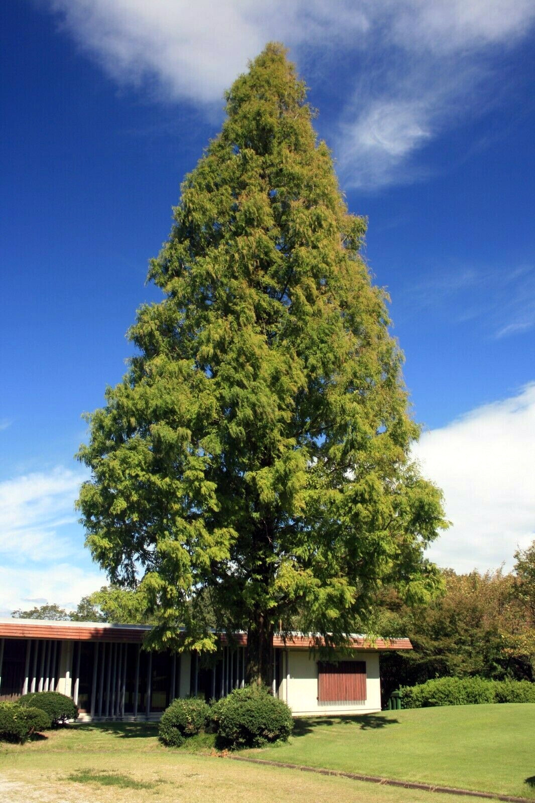 Dawn Redwood Tree Seeds (Metasequoia glyptostroboides) Fast Hardy Bonsai Plant