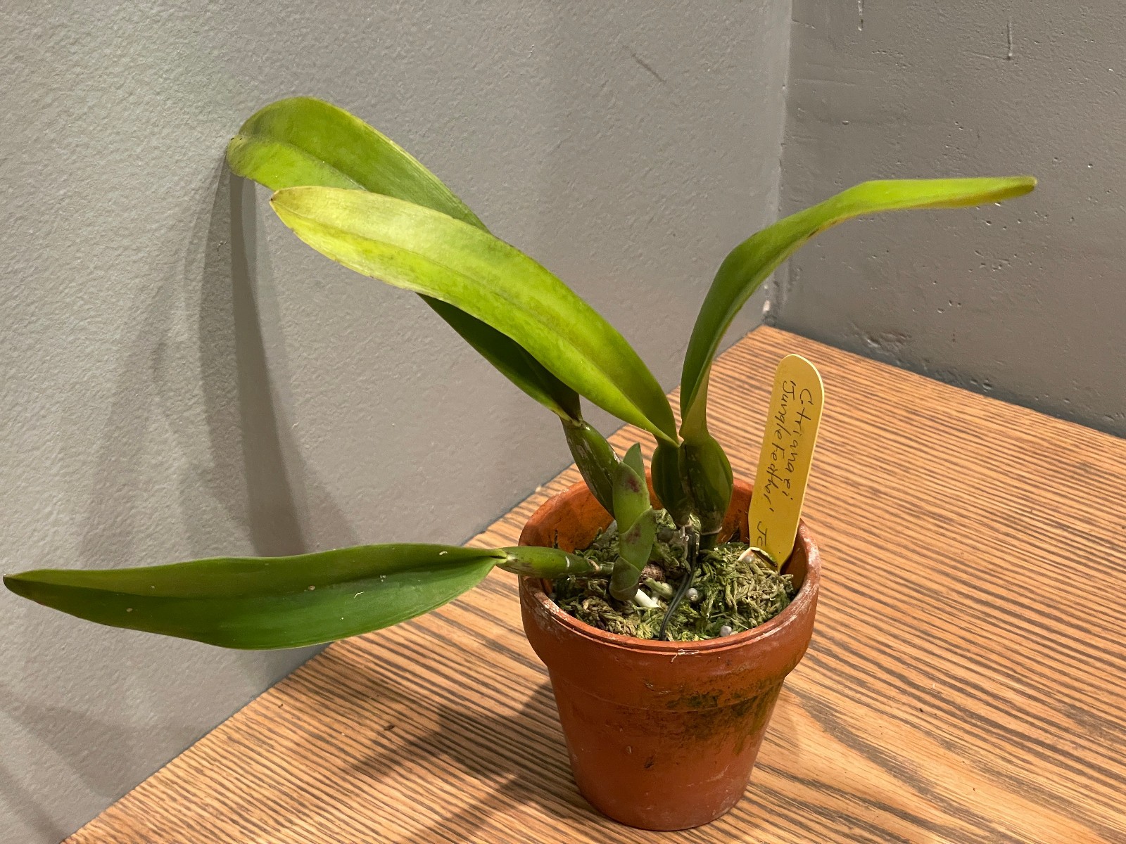 C. trianaei `Jungle Feather’ JC/AOS (A) Original Division Cattleya Orchid Plant