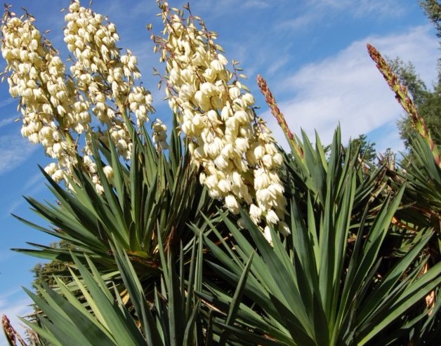 1 Large Yucca Plant 30 Inches White Flower Landscaping