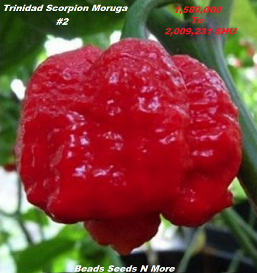 ‘COMBO PACK” THE 2 KINGS Carolina Reaper HB22a – Trinidad Scorpion 80+ Seeds