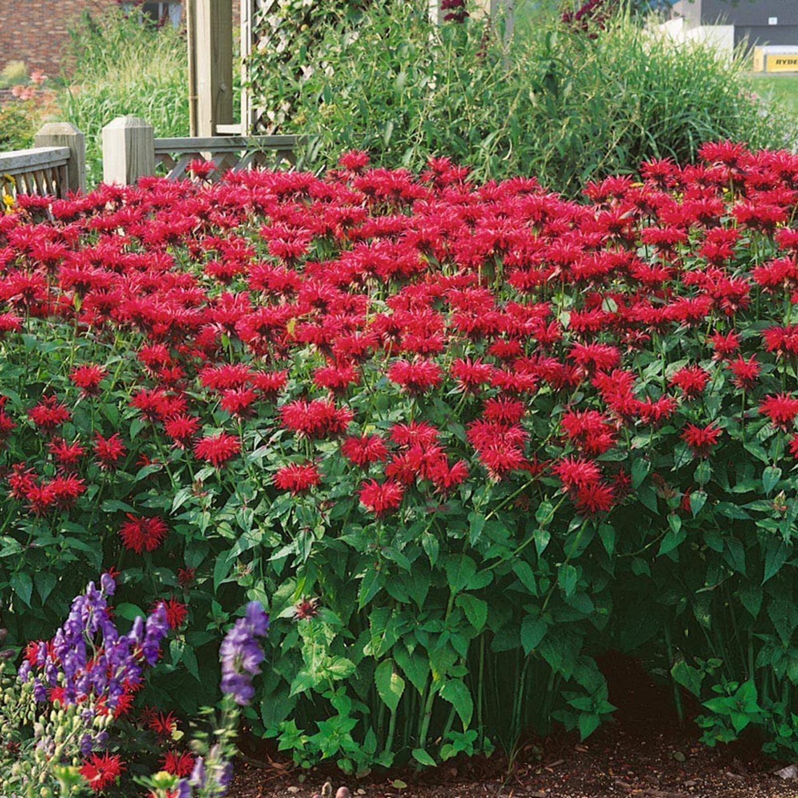 100 Scarlet Bee Balm Seeds Flowers Seed Butterflies Bees Hummingbird US SELLER