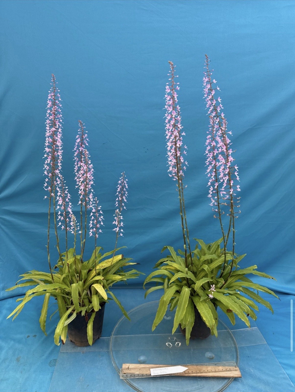 Stenoglottis longifolia NBS Pink Purple Orchid Species 2″ RePot NEW GROWTHS