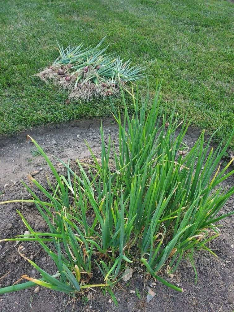 Egyptian Walking Onion Bulblets 30 Smaller Sz Lot Organic Heirloom 2026 Harvest