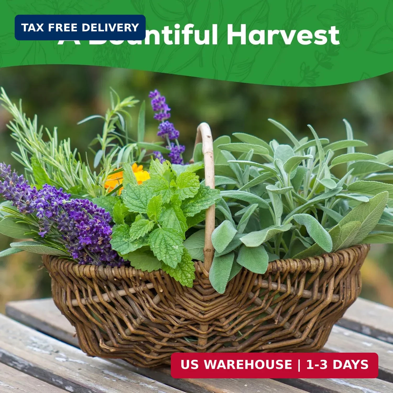 10 Herb Seeds Variety Pack – 7,000+ Heirloom Seeds – Basil, Cilantro, Lavender,