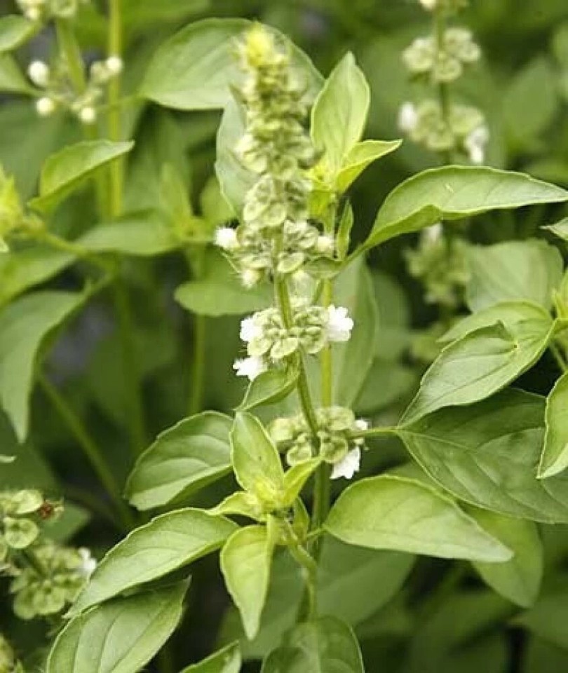 Lime Basil Seeds, Hoary Basil, NON-GMO, Free Shipping!