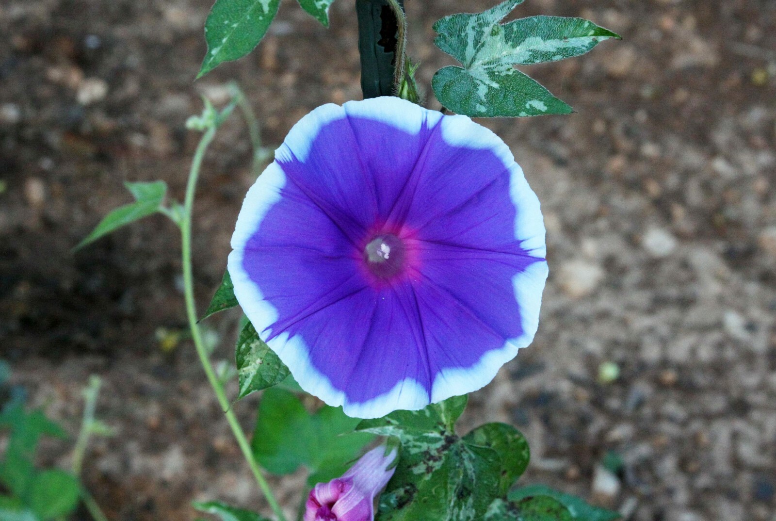 Japanese Morning Glory-STAR OF INDIA- Beautiful Blooms-8 Seeds-Grown in my yard