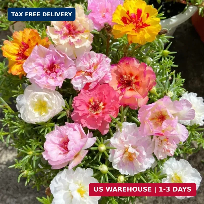 11000+ Mixed Color Moss Rose Seeds for Planting -Drought Tolerant Seeds, Ideal f